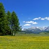seiser alm blumenwiese highlights