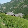 RS weinbau hof bei proesler ried nahe faust