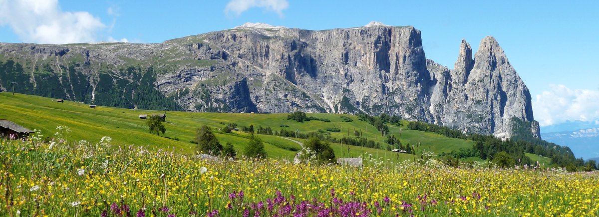 RS blumenwiese fruehling seiser alm und schlern